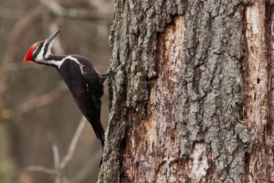 woodpeckers