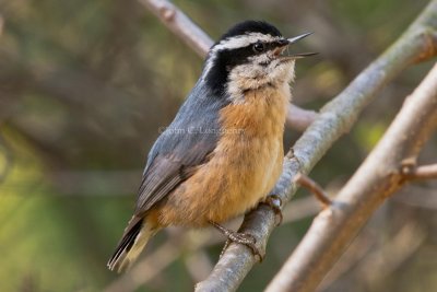 nuthatches__creepers