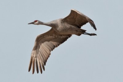 Cranes
