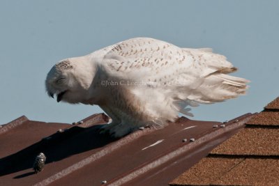 Owls