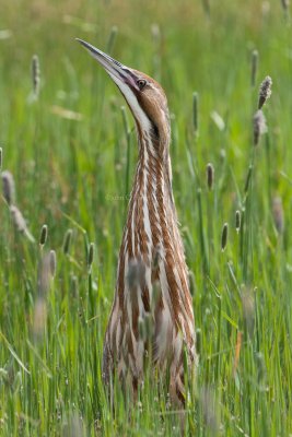 American_Bittern_DSC_1207.jpg