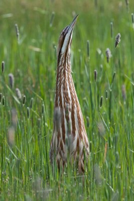 American_Bittern_DSC_1240.jpg