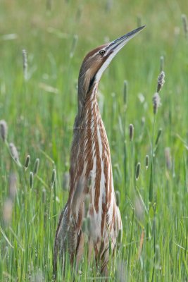 American_Bittern_DSC_1275.jpg