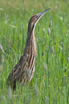American_Bittern_DSC_1304.jpg