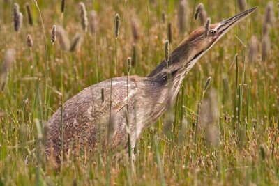 American_Bittern_DSC_1454.jpg