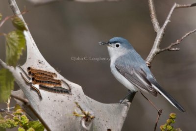 gnatcatchers