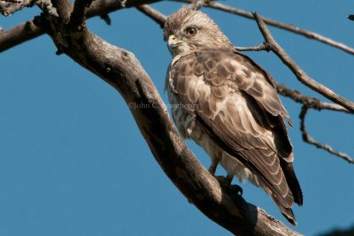Broad-winged_Hawk_DSC_9568.jpg