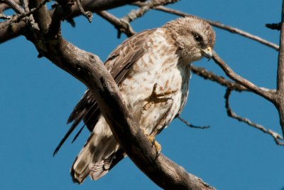 Broad-winged_Hawk_DSC_9434.jpg