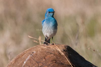 bluebirds