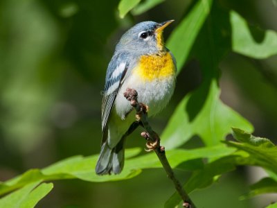 Northern_Parula_DSC_3067.jpg