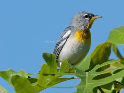 Northern_Parula_DSC_3443.jpg