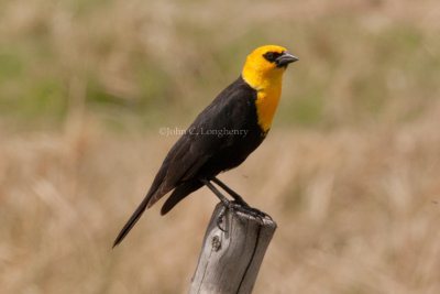 Blackbirds