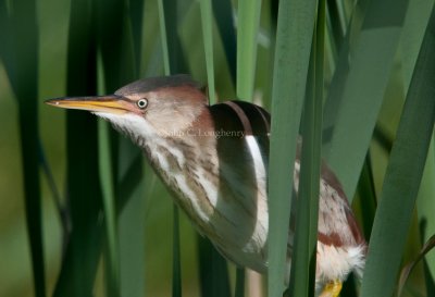 Least_Bittern_DSC_0061.jpg