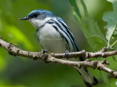 Cerulean_Warbler_DSC_4749.jpg