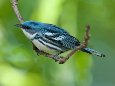 Cerulean_Warbler_DSC_4917.jpg