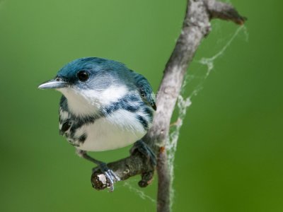 Cerulean_Warbler_DSC_5037.jpg