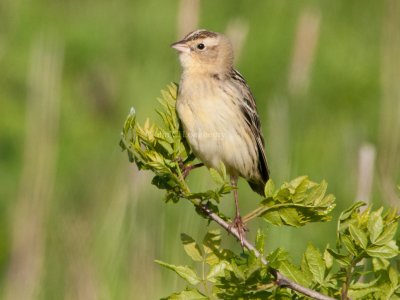 Bobolink_DSC_3569.jpg