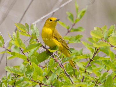 Yellow_Warbler_DSC_3819.jpg