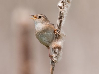 Prairie Birds