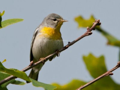 Northern_Parula_DSC_5325.jpg