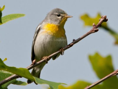 Northern_Parula_DSC_5326.jpg