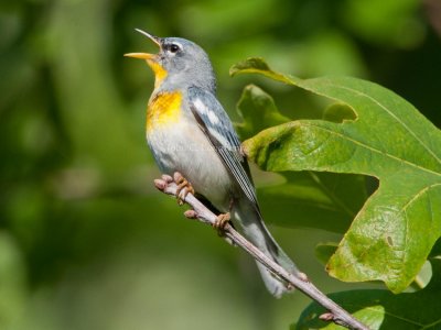 Northern_Parula_DSC_4427.jpg