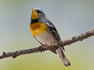 Northern_Parula_DSC_5868.jpg