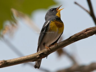 Northern_Parula_DSC_6570.jpg