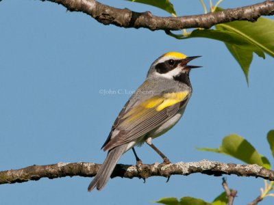 Golden-winged_Warbler_DSC_6641.jpg