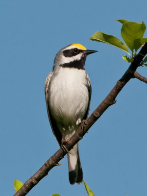 Golden-winged_Warbler_DSC_6694.jpg