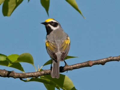 Golden-winged_Warbler_DSC_6664.jpg