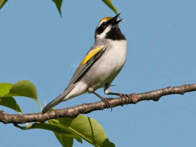 Golden-winged_Warbler_DSC_6675.jpg