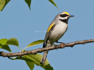 Golden-winged_Warbler_DSC_6681.jpg