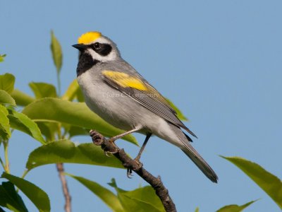 Golden-winged_Warbler_DSC_6904.jpg