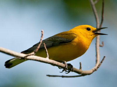 Prothonotary_Warbler_DSC_7033.jpg