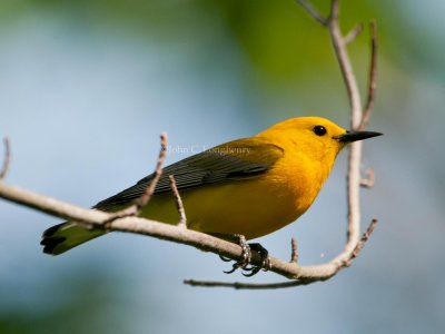 Prothonotary_Warbler_DSC_7034.jpg