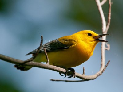 Prothonotary_Warbler_DSC_7042.jpg