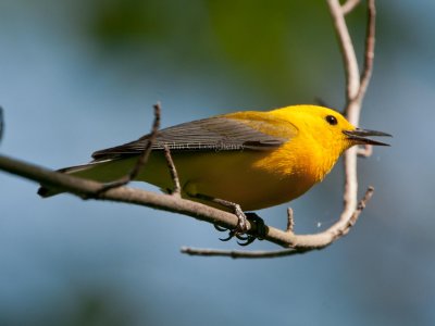 Prothonotary_Warbler_DSC_7023.jpg