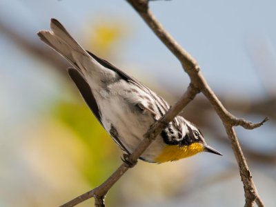 Warblers