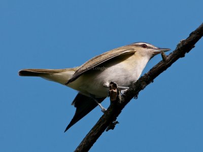 Red-eyed_Vireo_DSC_6909.jpg