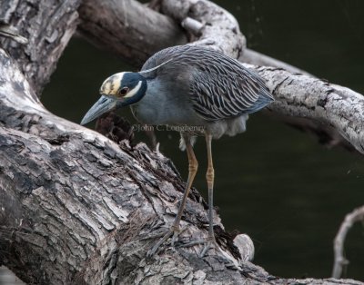 herons