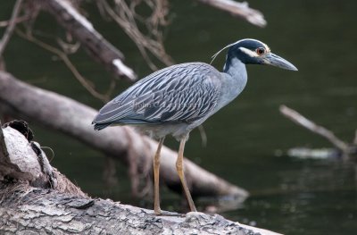 Yellow-crowned_Night_Heron_DSC_3549.jpg