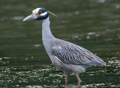 Yellow-crowned_Night_Heron_DSC_3903.jpg