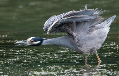 Yellow-crowned_Night_Heron_DSC_3918.jpg