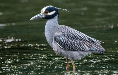 Yellow-crowned_Night_Heron_DSC_3931.jpg