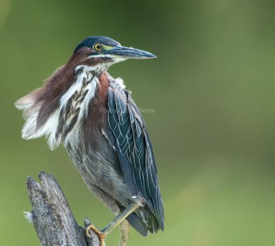 Green_Heron_DSC_0467.jpg