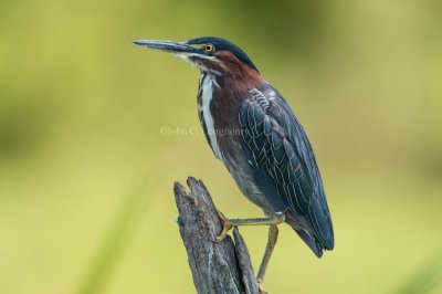 herons