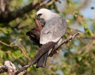 Mississippi_Kite_DSC_0001.jpg