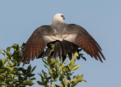 Mississippi_Kite_DSC_0041.jpg