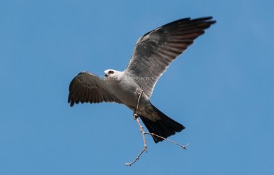 Kites